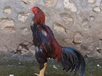 Chickens — عکس 2
