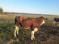 Krava, Simmental cattle — foto 1