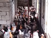 Chickens — 4-rasm