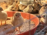 Chickens — عکس 1