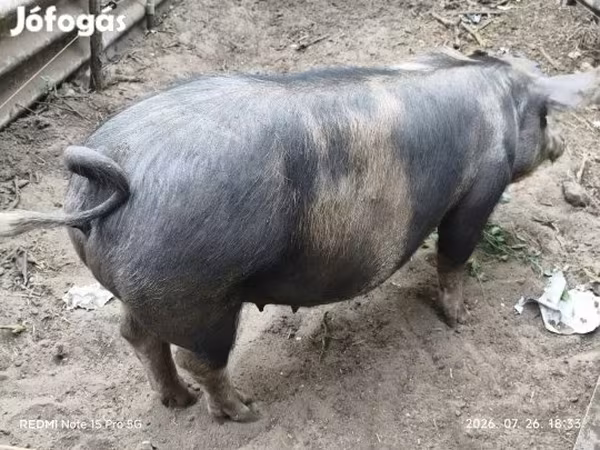 Cerda, Дюрок
