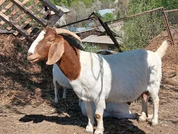 بز نر, Boer goat
