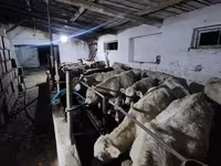 Býk, Simmental cattle — foto 3