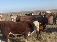 Krowa, Bydło — zdjęcie 2