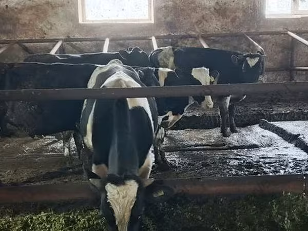گاو نر, Russian Black pied cattle