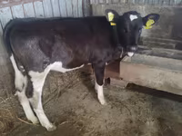 பசு, Russian Black pied cattle — புகைப்படம் 3