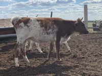 گاو نر, Simmental cattle — عکس 2