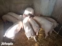 Prasnice, Prasata — foto 3