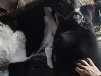 Krava, Russian Black pied cattle — fotografija 4