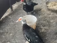 Ducks — รูปภาพ 3
