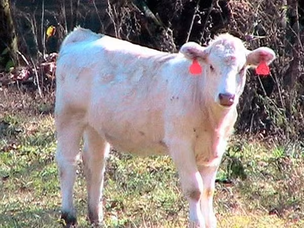 Toro, Simmental cattle