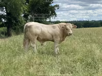 ወንድ በሬ, Charolais cattle — ፎቶ 6