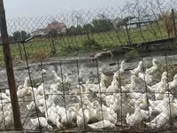 German Pekin — sawirka 1