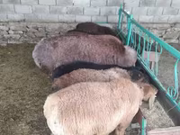 قوچ, گوسفند — عکس 3