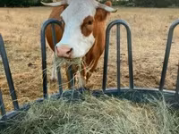 Krava, Simmental cattle — foto 2