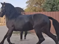 Stute, Friesian — Foto 5