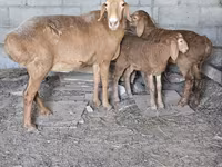 Kambing betina, Tian-Shan semifinewool sheep — foto 1