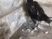 Ayam Cemani — picha 4