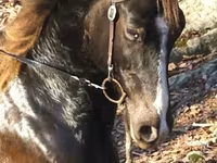 Horse (M), Rocky Mountain Horse — photo 5
