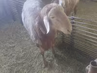 แกะตัวผู้, Arashan sheep — รูปภาพ 7