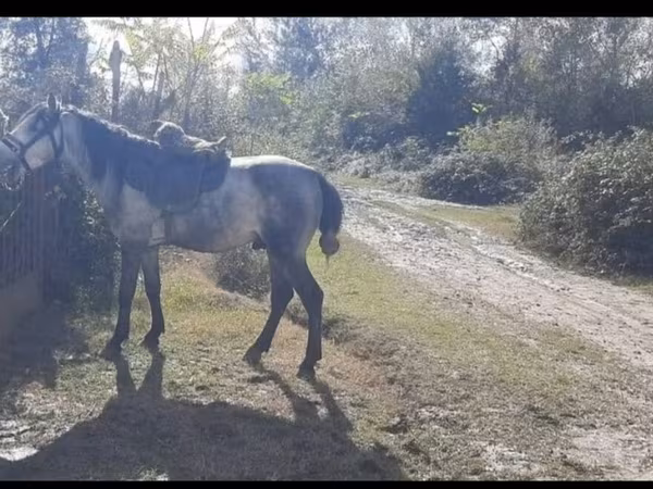 Cavallo, Azerbaijan horse