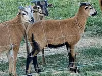 양(암수 미지정, 묶음), Cameroon sheep — 사진 5