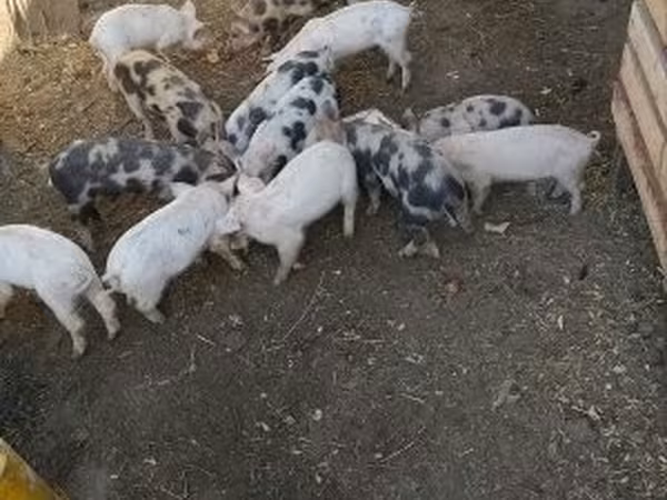 خنزير ذكر, الخنازير
