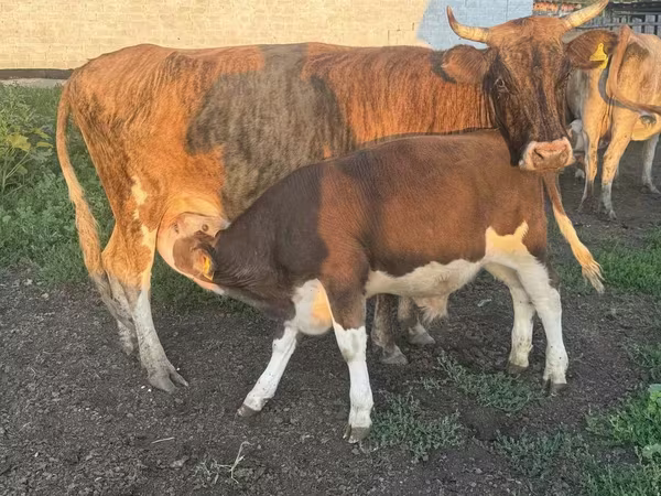 سانڈ, Simmental cattle