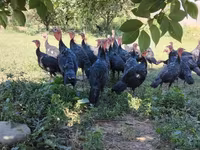 Turkeys — sawirka 2
