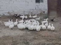 جرمن پکین — عکس 2