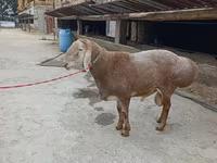 Ovan, Arashan sheep — fotografija 3
