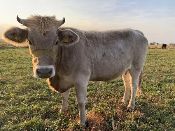 İnek, Swiss cattle