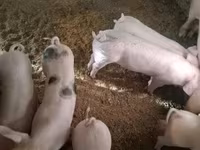 Babi betina, Pigs — foto 3