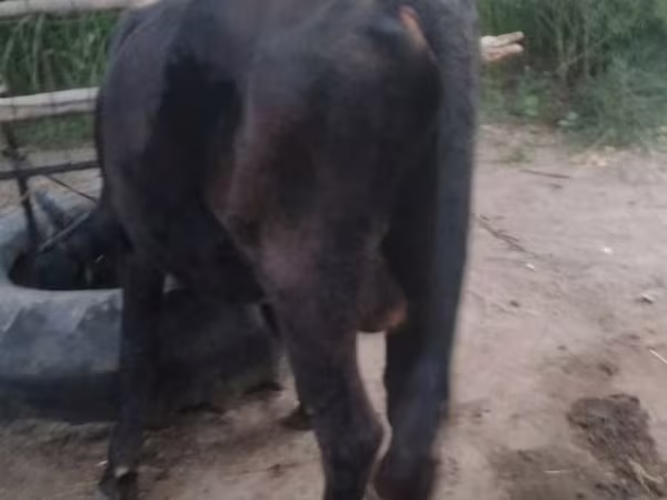 Ng'ombe dume, Aberdeen – Angus