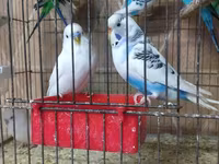 Chickens — عکس 4