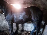 اسب (گروه، جنسیت مشخص نشده), Horse breed — عکس 7