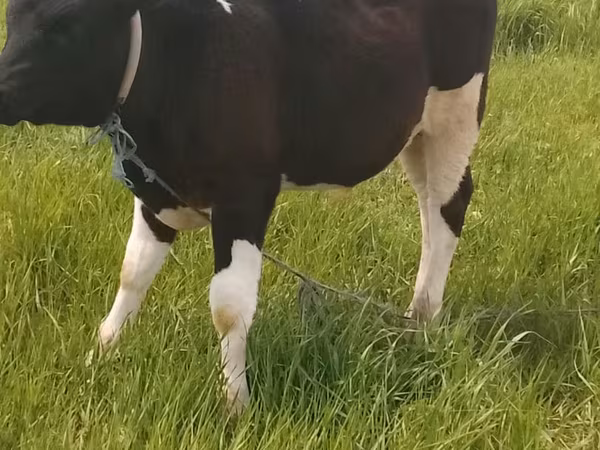 Bull, Holstein breed — Moldova