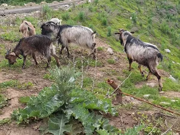 Koza, Alpine goat