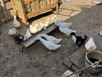Ducks — الصورة 6