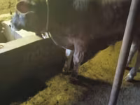 Lembu jantan, Swiss cattle — foto 4