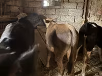 Toro, Ganado vacuno — foto 1