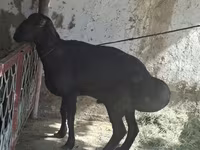 Хуц, Хонь — 5 зураг