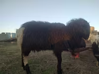 Ram, Sheep — photo 2