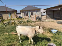 بز نر, Saanen goat — عکس 4
