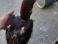 Chickens — عکس 4