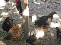 Chickens — عکس 3