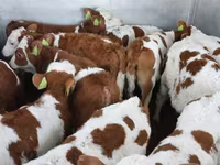 Býk, Simmental cattle — foto 6