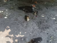 Ducks — zdjęcie 5