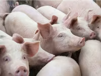አሳማዎች (ቡድን፣ ጾታ አልተጠቀሰም), Pigs — ፎቶ 4
