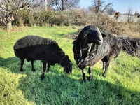 كبش, Tian-Shan semifinewool sheep — الصورة 4